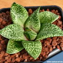 معرفی و راهنمای پرورش گیاهان زینتی - گاسترهاورتیا روساوا